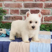 AKC Gizmo, a male West Highland White Terrier for sale in Syracuse, IN – Photo 3 of 8