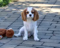 AKC Khalil, a male Cavalier King Charles Spaniel for sale in Syracuse, IN – 2 of 10