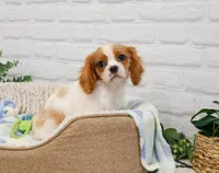 AKC Keanu , a male Cavalier King Charles Spaniel for sale in Syracuse, IN – 4 of 9