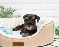 AKC Louie , a male Miniature Schnauzer for sale in Syracuse, IN – 7 of 10
