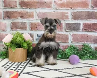 AKC Elle, a female Miniature Schnauzer for sale in Syracuse, IN – 3 of 6