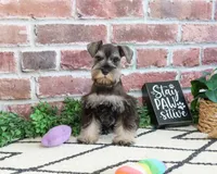 AKC Elle, a female Miniature Schnauzer for sale in Syracuse, IN – 6 of 6