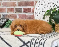 F1B Frappe, a female Cavapoo for sale in Syracuse, IN – 2 of 5