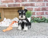 AKC Jacob, a male Miniature Schnauzer for sale in Syracuse, IN – 3 of 10