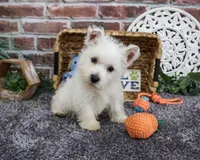 AKC Wallace , a male West Highland White Terrier for sale in Syracuse, IN – 2 of 10