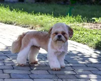 AKC Fox , a male Shih Tzu for sale in Syracuse, IN – 4 of 10