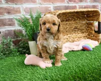 processed/17048cad-24e9-4b01-92b9-bebf3d8eeae9/listing/f6b099a6-1ce2-4fcc-9c6b-e62415d0fd51/150b6eaa-8305-4e46-b9b2-28ebcf87c5e9