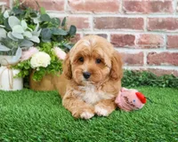 processed/17048cad-24e9-4b01-92b9-bebf3d8eeae9/listing/f6b099a6-1ce2-4fcc-9c6b-e62415d0fd51/71fa6f76-3720-4f31-85ce-1c67c5c689a8