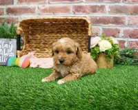 processed/17048cad-24e9-4b01-92b9-bebf3d8eeae9/listing/f6b099a6-1ce2-4fcc-9c6b-e62415d0fd51/cb0c71e5-d43e-4f90-a44e-221b80a2281f