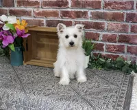 AKC Delight, a female West Highland White Terrier for sale in Syracuse, IN – 5 of 10
