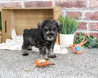 AKC Truman, a male Miniature Schnauzer for sale in Syracuse, IN – 3 of 5