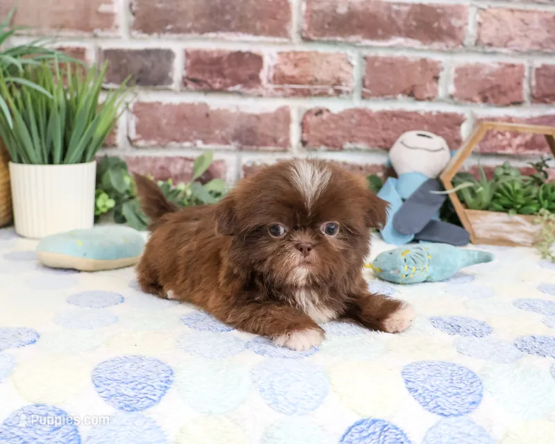 AKC Diego – Shih Tzu puppy for sale in Syracuse, IN