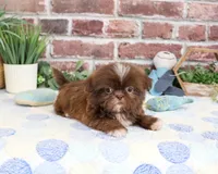 AKC Diego, a male Shih Tzu for sale in Syracuse, IN – 1 of 5