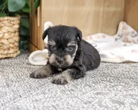 AKC Chief, a male Miniature Schnauzer for sale in Syracuse, IN – 4 of 4