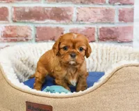 AKC Digger, a male Cavalier King Charles Spaniel for sale in Syracuse, IN – 3 of 5