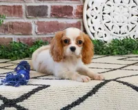 AKC Khalil , a male Cavalier King Charles Spaniel for sale in Syracuse, IN – 2 of 10