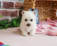 Caroline, a female West Highland White Terrier for sale in Syracuse, IN – 7 of 7