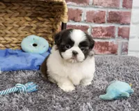 AKC Arlo, a male Shih Tzu for sale in Syracuse, IN – 2 of 6