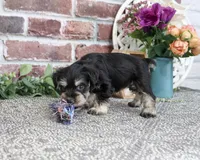 AKC Leah, a female Miniature Schnauzer for sale in Syracuse, IN – 6 of 6