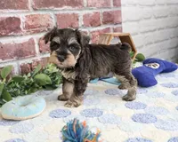 AKC Luther , a male Miniature Schnauzer for sale in Syracuse, IN – 3 of 6