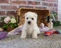 AKC Delight, a female West Highland White Terrier for sale in Syracuse, IN – 5 of 6