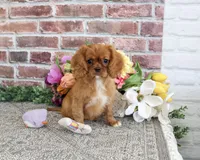 AKC Dreamer, a female Cavalier King Charles Spaniel for sale in Syracuse, IN – 6 of 10