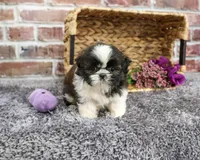 AKC Alice, a female Shih Tzu for sale in Syracuse, IN – 4 of 5