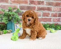 F1 Clover , a male Cavapoo for sale in Syracuse, IN – 3 of 7