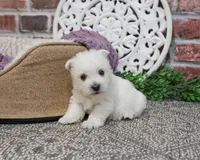 AKC Orli, a female West Highland White Terrier for sale in Syracuse, IN – Photo 3 of 10