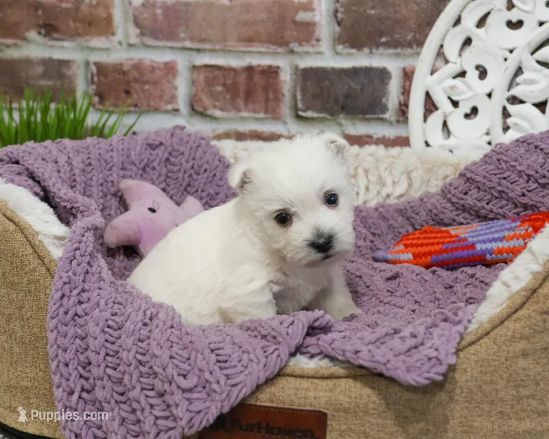 AKC Orli – West Highland White Terrier puppy for sale in Syracuse, IN