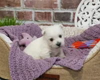 AKC Orli, a female West Highland White Terrier for sale in Syracuse, IN – Photo 1 of 10
