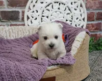 AKC Orli, a female West Highland White Terrier for sale in Syracuse, IN – Photo 2 of 10