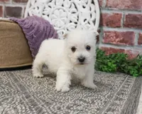 AKC Orli, a female West Highland White Terrier for sale in Syracuse, IN – Photo 8 of 10