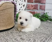 AKC Orli, a female West Highland White Terrier for sale in Syracuse, IN – Photo 6 of 10