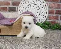AKC Orli, a female West Highland White Terrier for sale in Syracuse, IN – Photo 7 of 10
