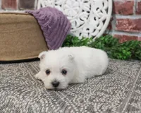 AKC Orli, a female West Highland White Terrier for sale in Syracuse, IN – Photo 4 of 10