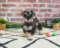 AKC Taylor , a female Miniature Schnauzer for sale in Syracuse, IN – 4 of 5