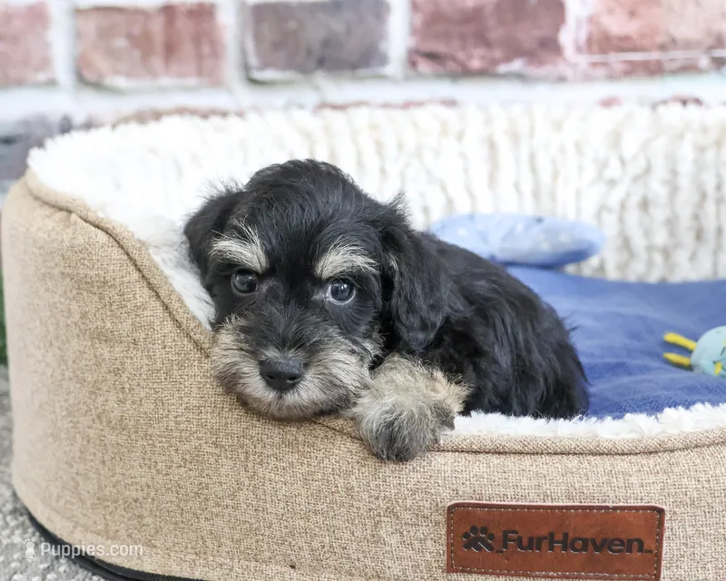 AKC Jonah – Miniature Schnauzer puppy for sale in Syracuse, IN