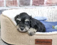 AKC Jonah, a male Miniature Schnauzer for sale in Syracuse, IN – 1 of 5