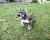 AKC Autumn, a female Miniature Schnauzer for sale in Syracuse, IN – 4 of 10