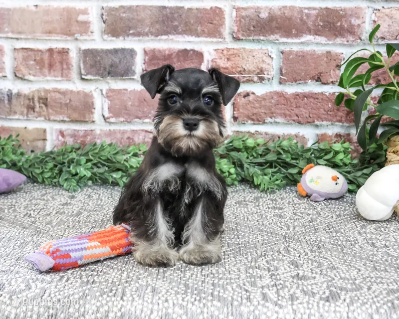 AKC Davina – Miniature Schnauzer puppy for sale in Syracuse, IN