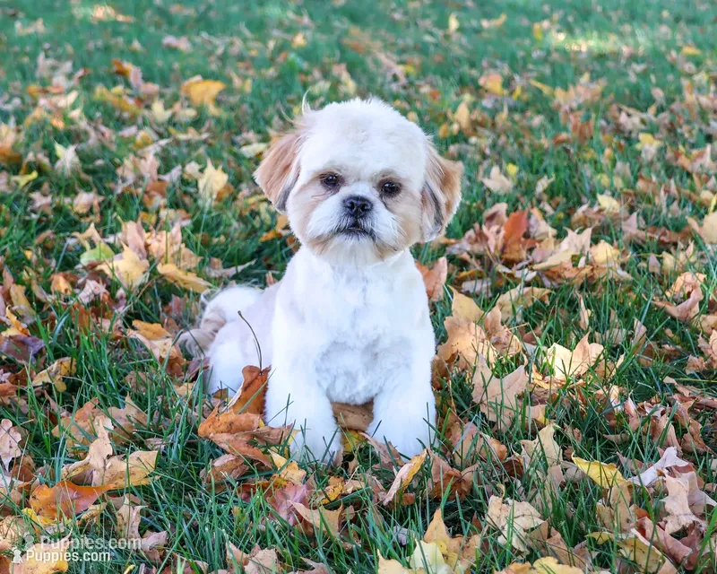 AKC Fox  – Shih Tzu puppy for sale in Syracuse, IN
