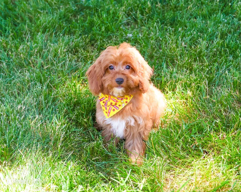 F1B Valentino  – Cavapoo puppy for sale in Syracuse, IN