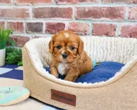 AKC Desmond, a male Cavalier King Charles Spaniel for sale in Syracuse, IN – 3 of 4