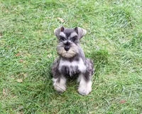 AKC Winter, a female Miniature Schnauzer for sale in Syracuse, IN – 2 of 10