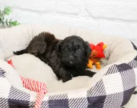 Harry , a male Shihpoo for sale in Syracuse, IN – 6 of 7