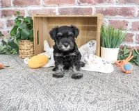 AKC Thornton, a male Miniature Schnauzer for sale in Syracuse, IN – 5 of 5
