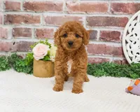 F1B Matilda , a female Cavapoo for sale in Syracuse, IN – 5 of 8