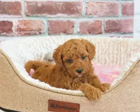 F1B Sugar, a female Cavapoo for sale in Syracuse, IN – 4 of 6