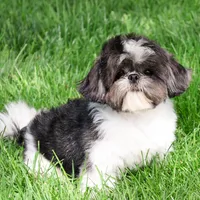 AKC Aztec , a male Shih Tzu for sale in Syracuse, IN – Photo 10 of 10